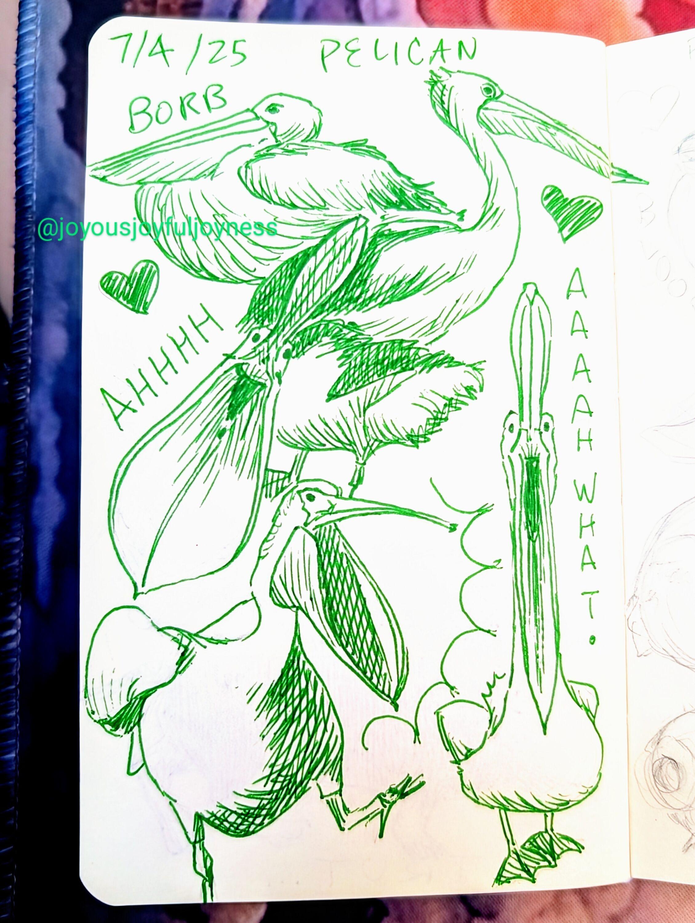 Sketchbook page of 5 Pelican drawings in green pen. The top of the page is the text 7/4/25. The top left is a loafing pelican with the word Borb above it and a heart below. To the right is a pelican in profile with a heart. Below them is a pelican with its mouth wide open and the text Ahhhh, and the mouth is facing the viewer. At the bottom left is a walking pelican with its mouth open. To the right is another pelican with its mouth open facing the viewer and the text AAAAH WHAT.