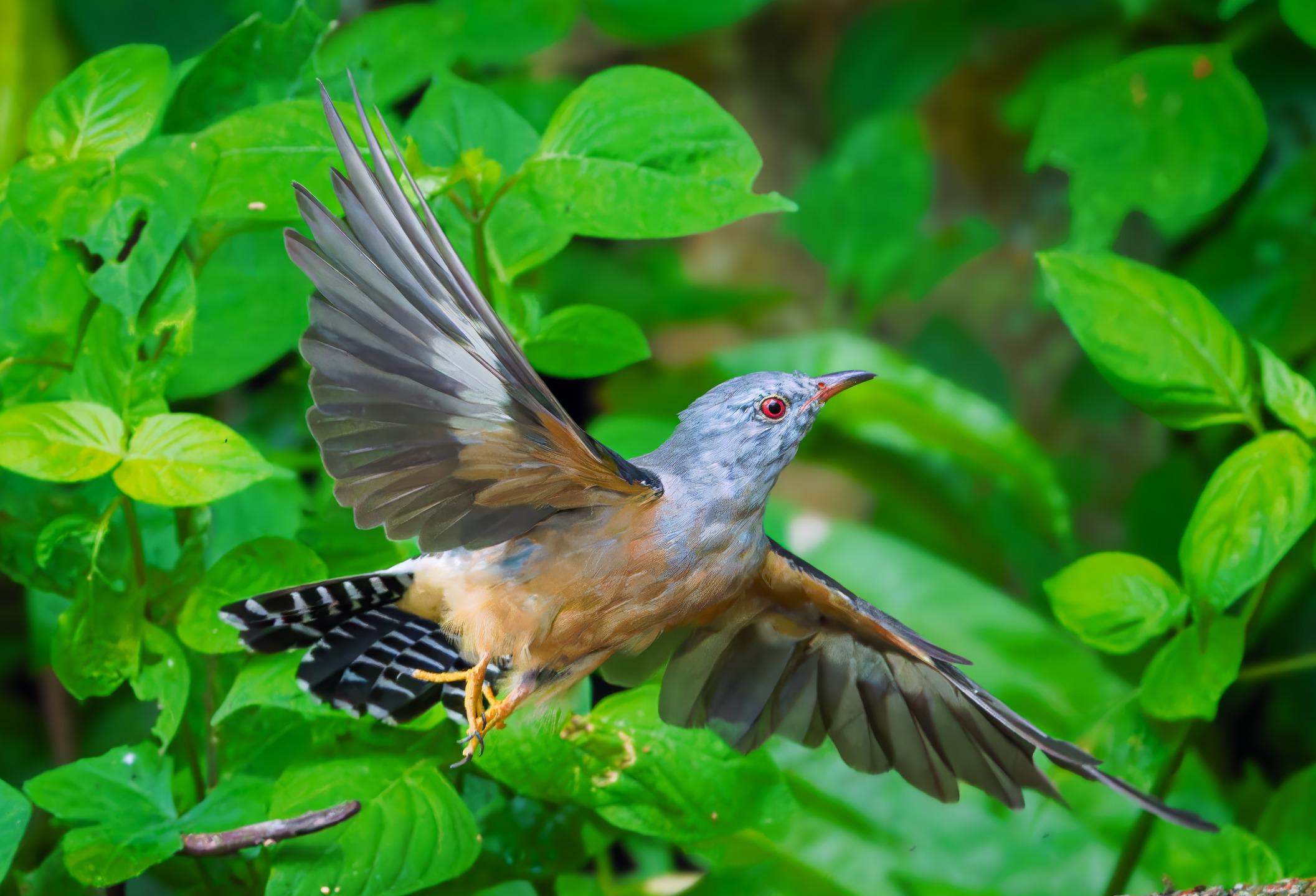 Plaintive cuckoo (Cacomantis merulinus, male)