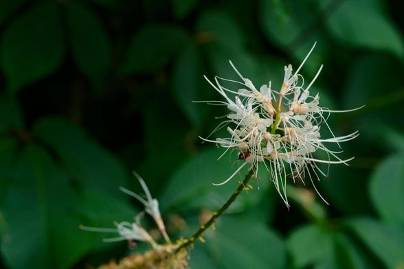 Strange white flowers with lots of fibers are in the center right on a stem with blurry leaves behind