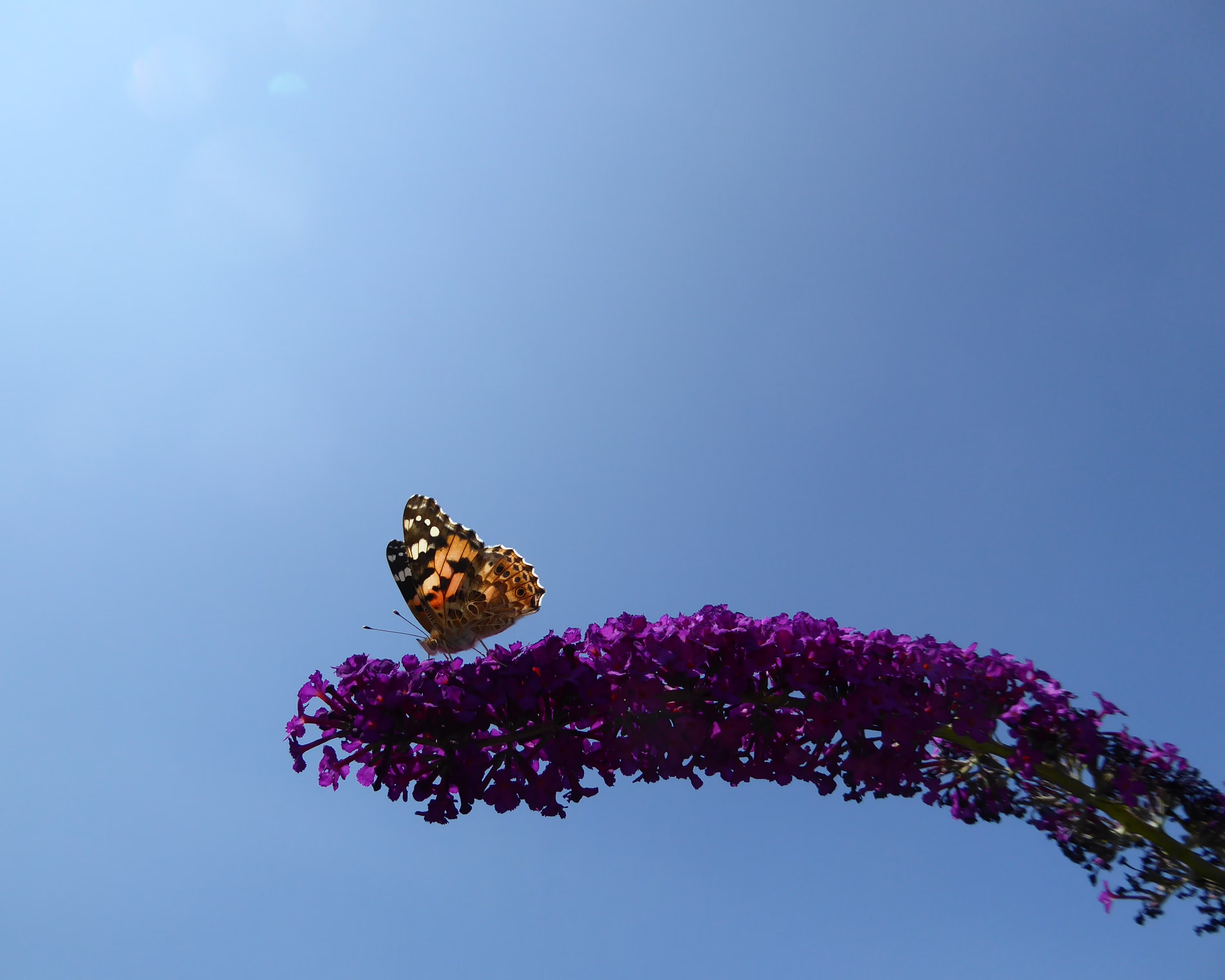 Painted Lady butterfly on a purple buddleaia.