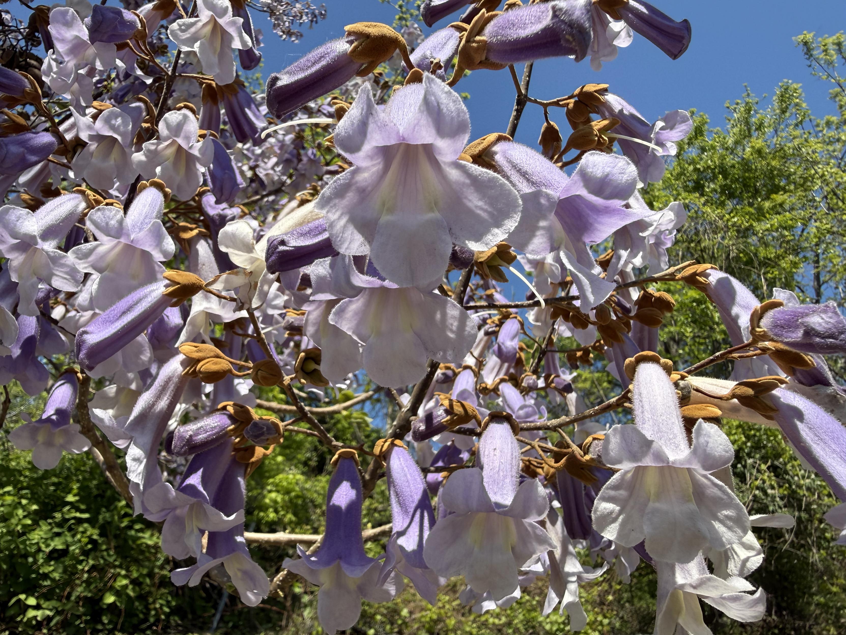 Paulownia in flower.