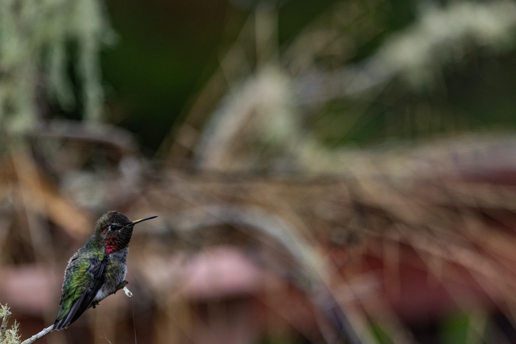 So it's a tiny beautiful bird.  A male Anna's hummingbird with just a little hot pink flash on his gorget.  And a bold green jacket.  In the bottom left corner.  But this beautiful little bird, well he exists in a very big beautiful world.  We can see that world in this photo, but we can't really make out what exactly is in this world.  But it is a very big beautiful world and a very tiny beautiful hummingbird.