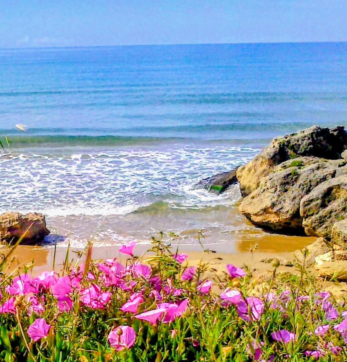 Op deze foto blauwe bloemen vooraan, daarna strand en aan de rechterkant rotsen, met de middellandse zee daarachter.