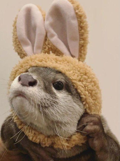 Steve the otter in a playful close-up wearing a plush bunny-eared hood against a simple neutral background.