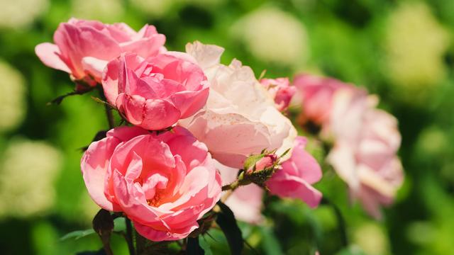 A cluster of maybe four roses in the front with two pointed at the viewer,  more roses in the distance blurred out as well as patches of green and white