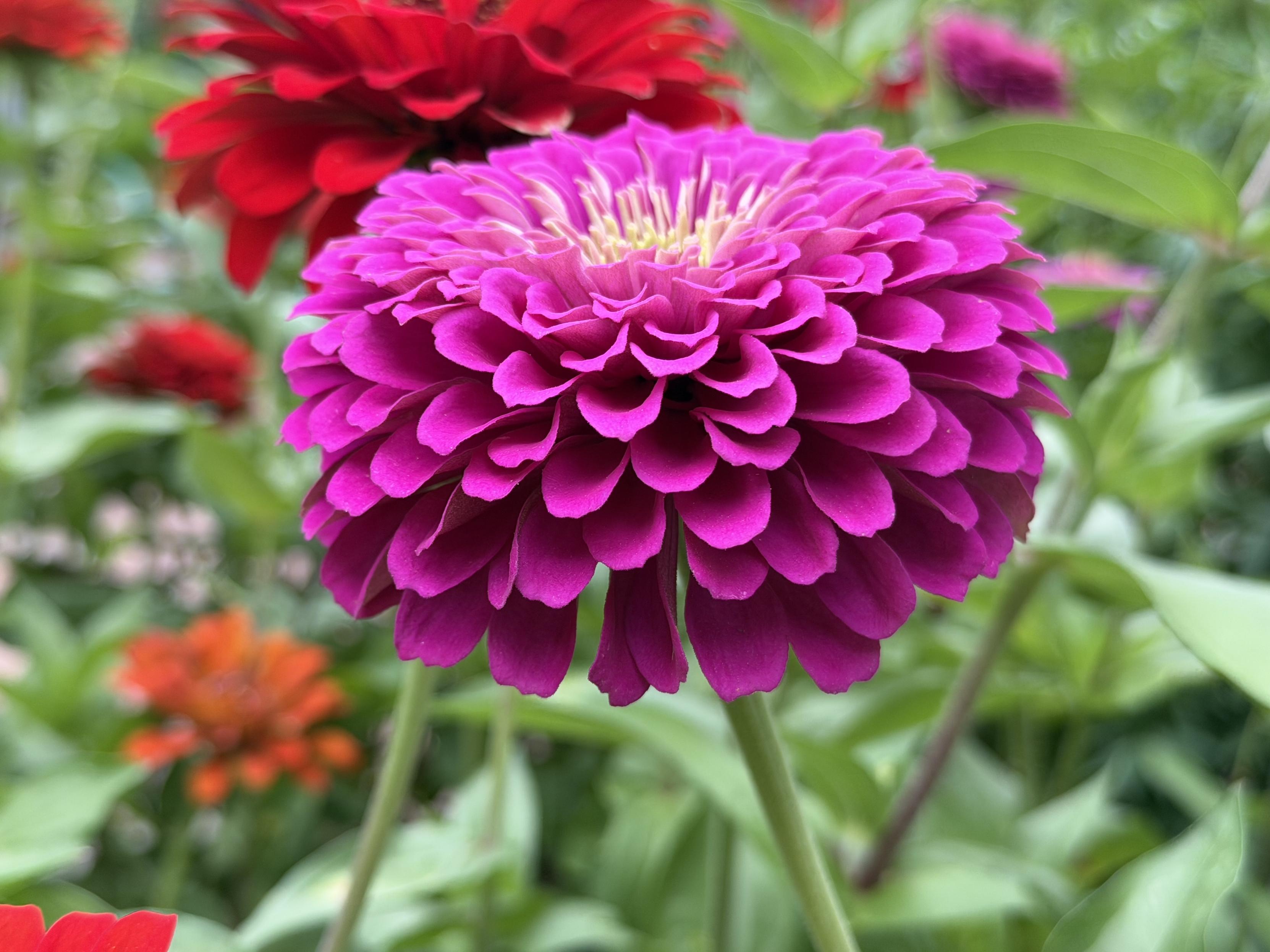 A close-up shot of a vibrant, magenta-pink zinnia in full bloom, featuring dense layers of tightly packed petals forming a domed shape with a pale yellow center. In the soft-focus background, lush green foliage and partially blurred red and orange zinnias are visible.