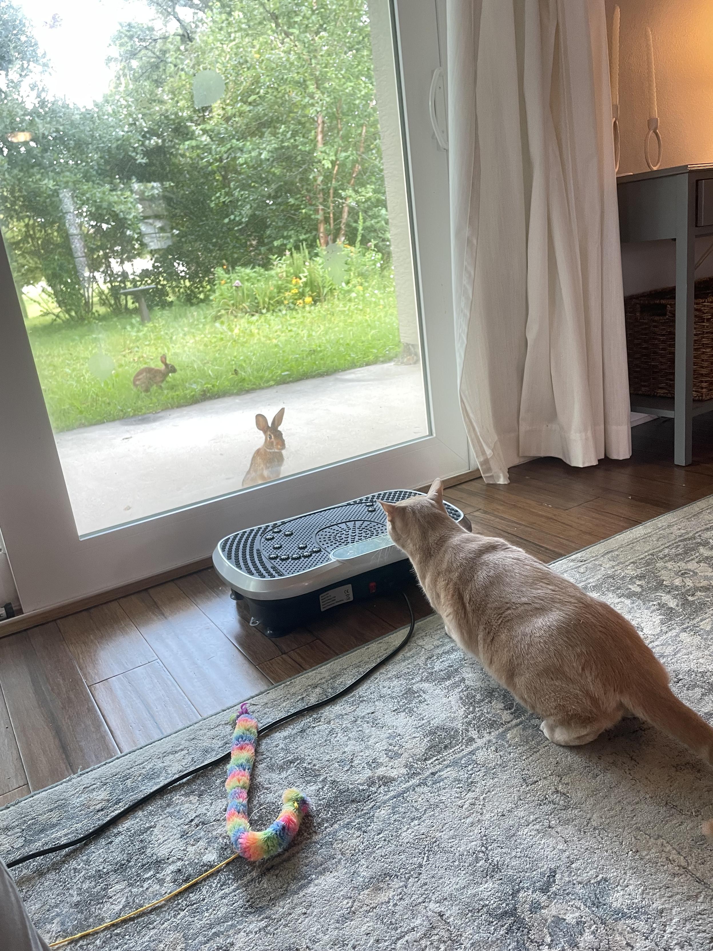 Orange cat looking out window at two rabbits