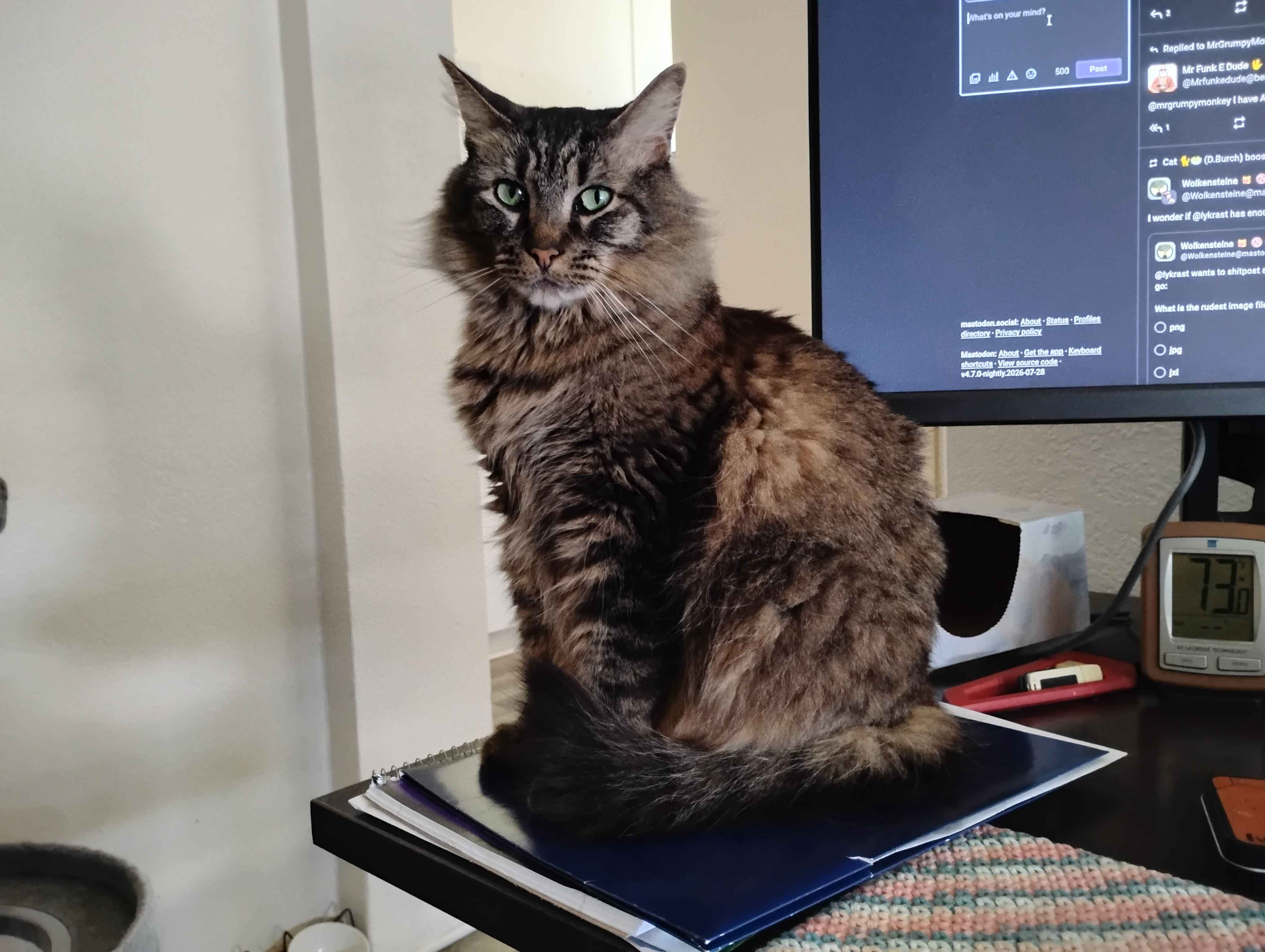 A photo of Goobie [cat] sitting on a blue folder, staring directly into your soul. She was pawing at a box of Puffs tissues, so I moved the box and she instantly took over the location.