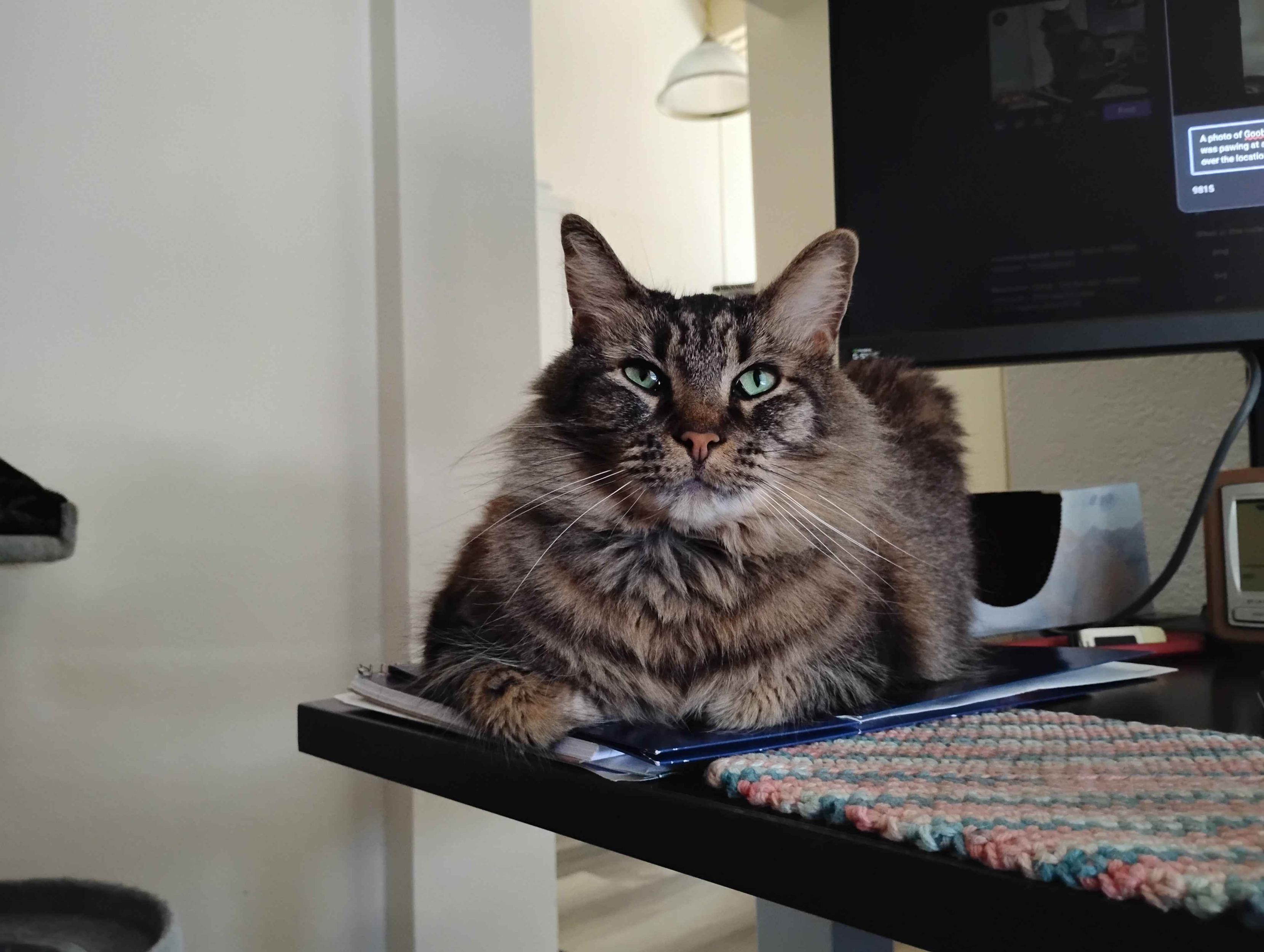A photo of Goobie [cat] laying on the same blue folder she was sitting on in the previous photo, while still looking directly into your soul.