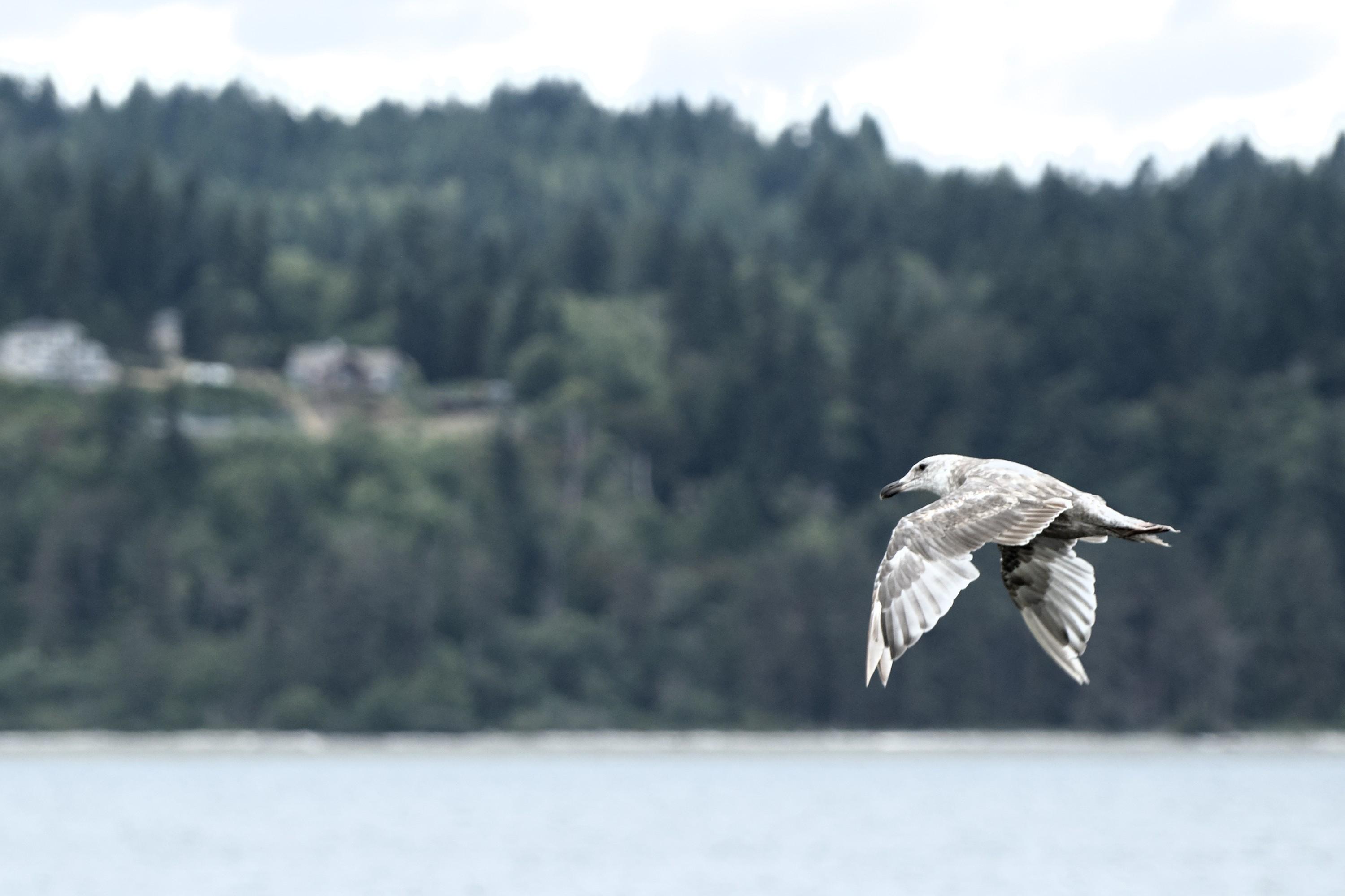 A side view of a gull flying over water against a background of forested hills with a blurry shape of a building. The gull's wings are caught in what seems the lowest point of their motion.