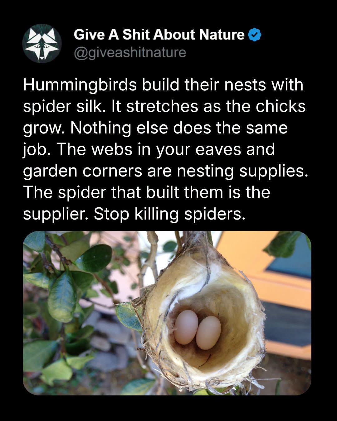 Give A Shit About Nature

@giveashitnature

Hummingbirds build their nests with spider silk. It stretches as the chicks grow. Nothing else does the same job. The webs in your eaves and garden corners are nesting supplies.

The spider that built them is the supplier. Stop killing spiders.