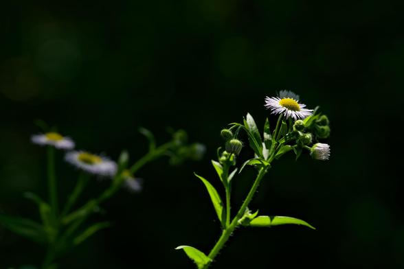 A Little yellow daisy on the end of a plucky herb in focus near the right,  further back and to the left one a bigger one is blurred out.
