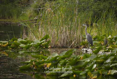 Marsh with large lilly pads on its surface and tall grass on the shore. On the right side of the photo there is a great blue heron standing on a log at the edge of the water, hoping to catch something to eat.