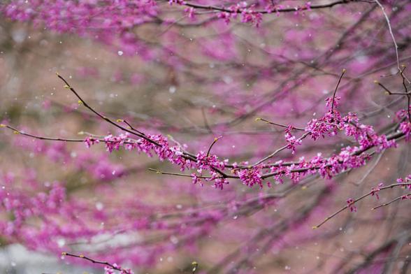 Little pink/purple flowers in tree surrounded by falling snowflakes