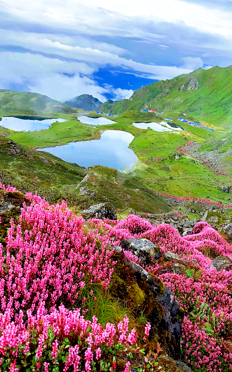 Wildflower: Panchpokhari during monsoon season