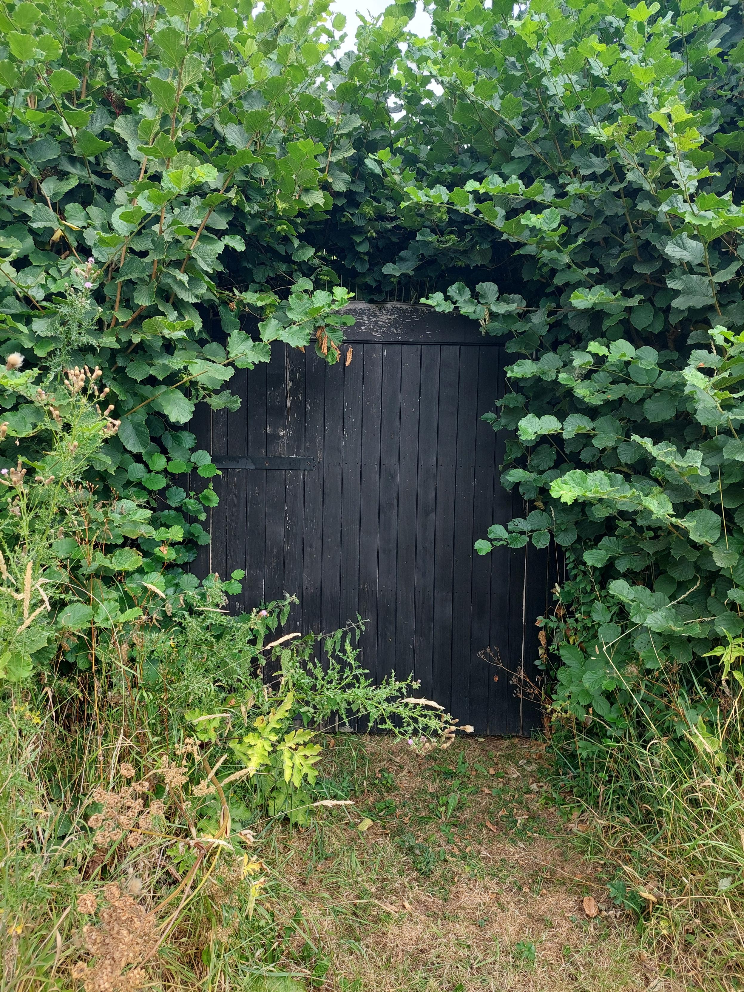 A black-painted wide wooden door or gate is partially obscured by Hazel bushes and undergrowth