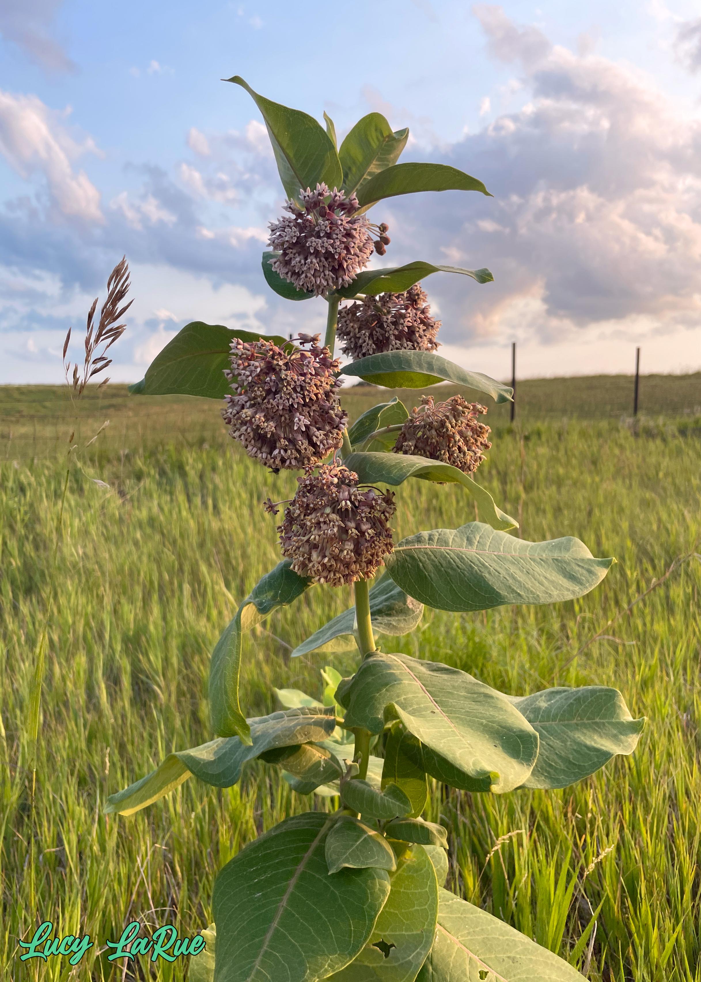 A milkweed plant with large flat leaves and five balls of dusty pink / purple flowers in a field with a setting sun illuminating fluffy clouds with a pink tint. The second image shows the flower bundles closer up, focusing on the many little star-shaped flowers making up the clusters.