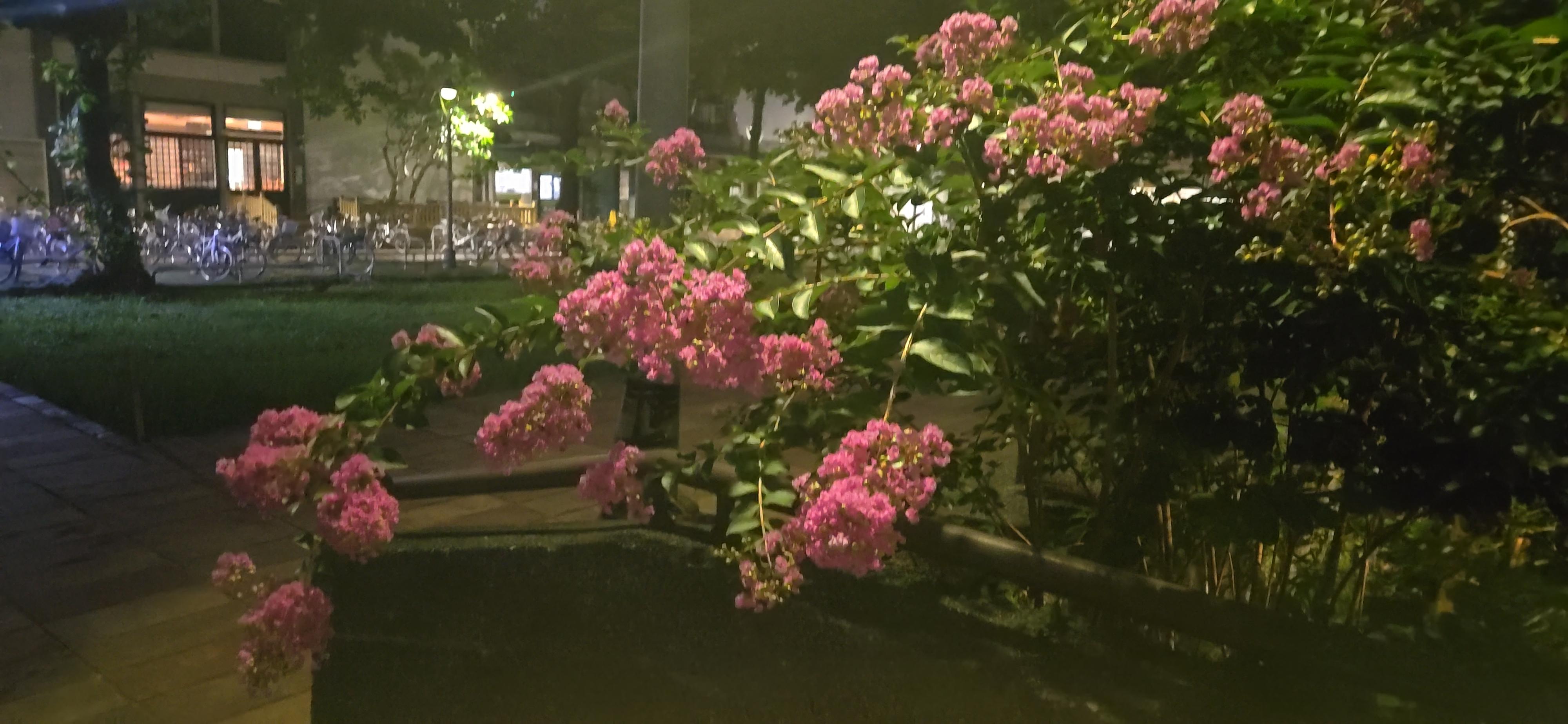 花，臺大圖書館旁