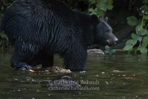 A black bear with its feet in a shallow river looks away. There is a bush behind it. The bear fills up most of the photo.