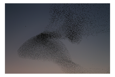 A large flock of starlings twist into ever-changing shapes as a peregrine falcon on the left heads towards the birds. This is part of a large mass of starlings, numbering over 1 million, that congregate at sunset near Gretna performing an aerobatic display before roosting for the night in conifer plantations.