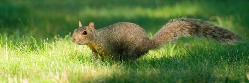 Squirrel spread out on lawn with dark and light spots