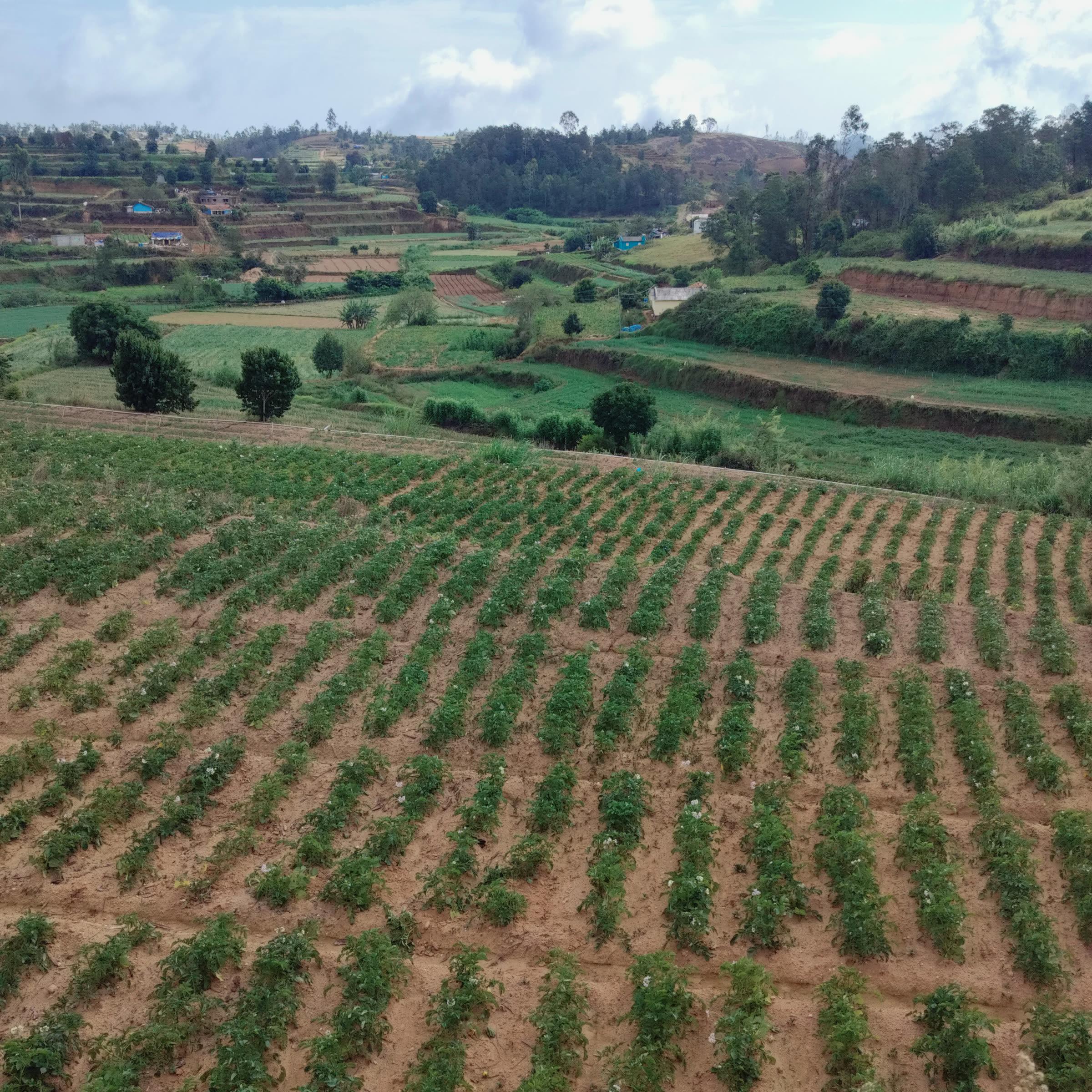 A scenic view of terraced agricultural fields on a hillside, with rows of crops in the foreground and a rural landscape with scattered houses and trees in the background under a cloudy sky.