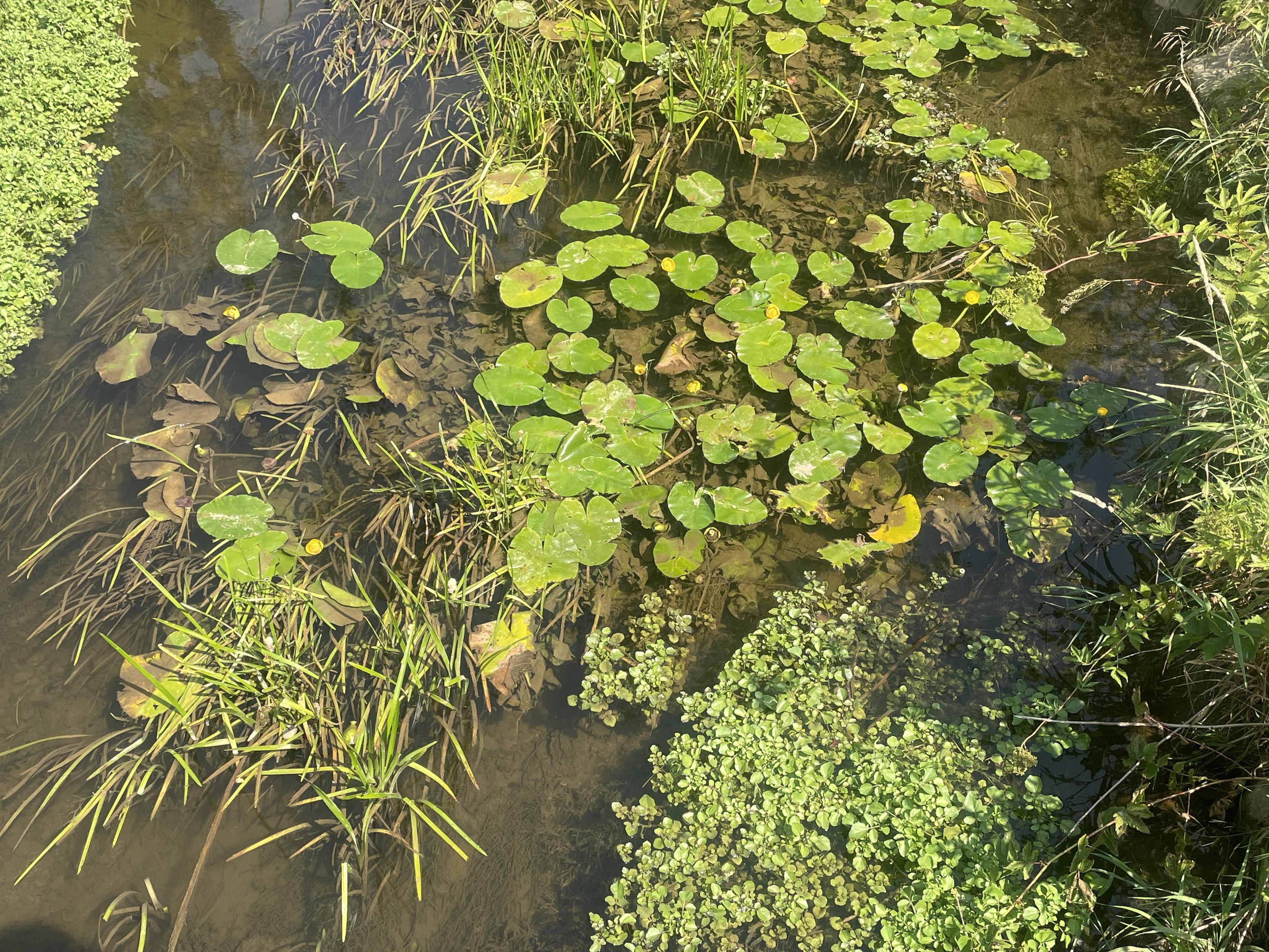 fluss kühle vegetatiom
teichrose