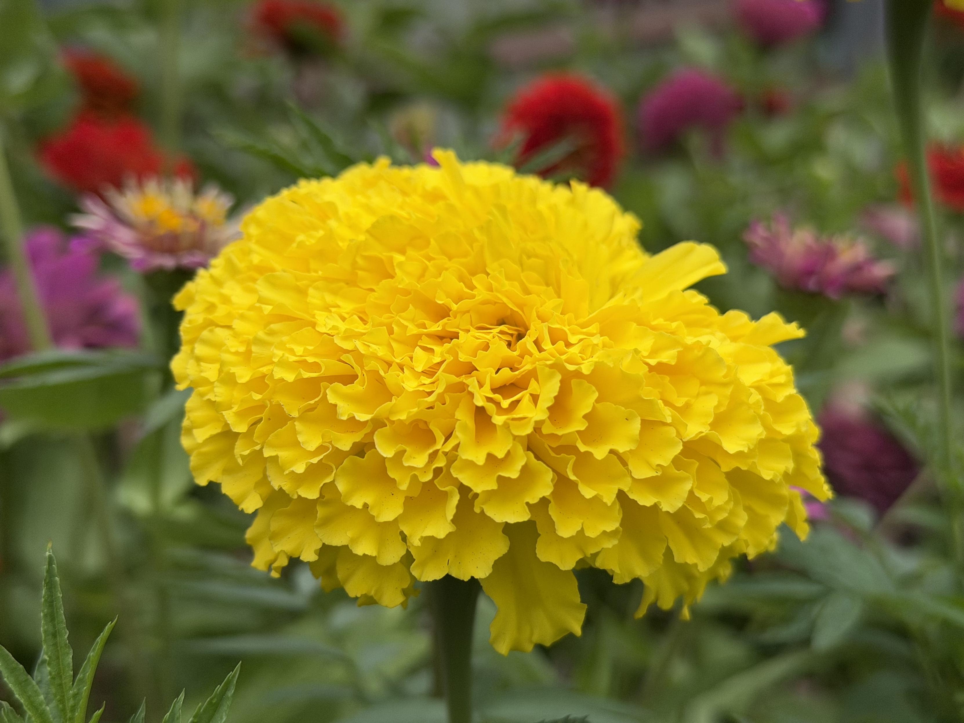 A vibrant, pom-pom-shaped bright yellow marigold flower in full bloom takes center stage. Its densely packed, ruffled petals form a round, textured sphere. The background is softly blurred, showing lush green foliage and out-of-focus red and pink zinnias.