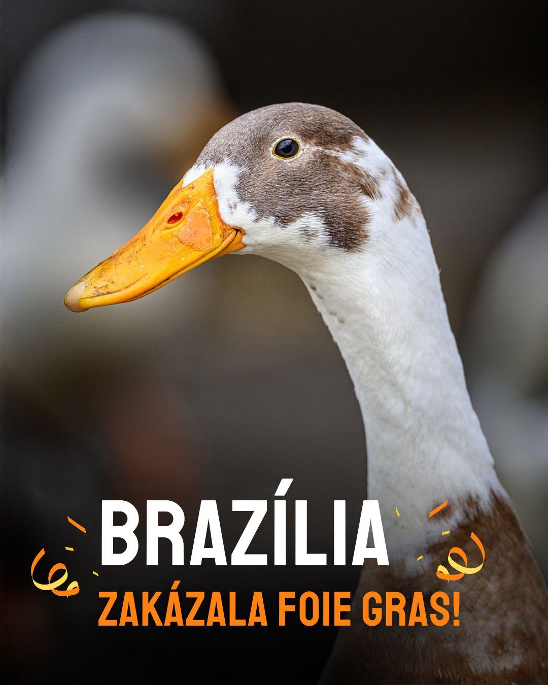Brazília zakázala FOIE GRAS. Kačka na obrázku.