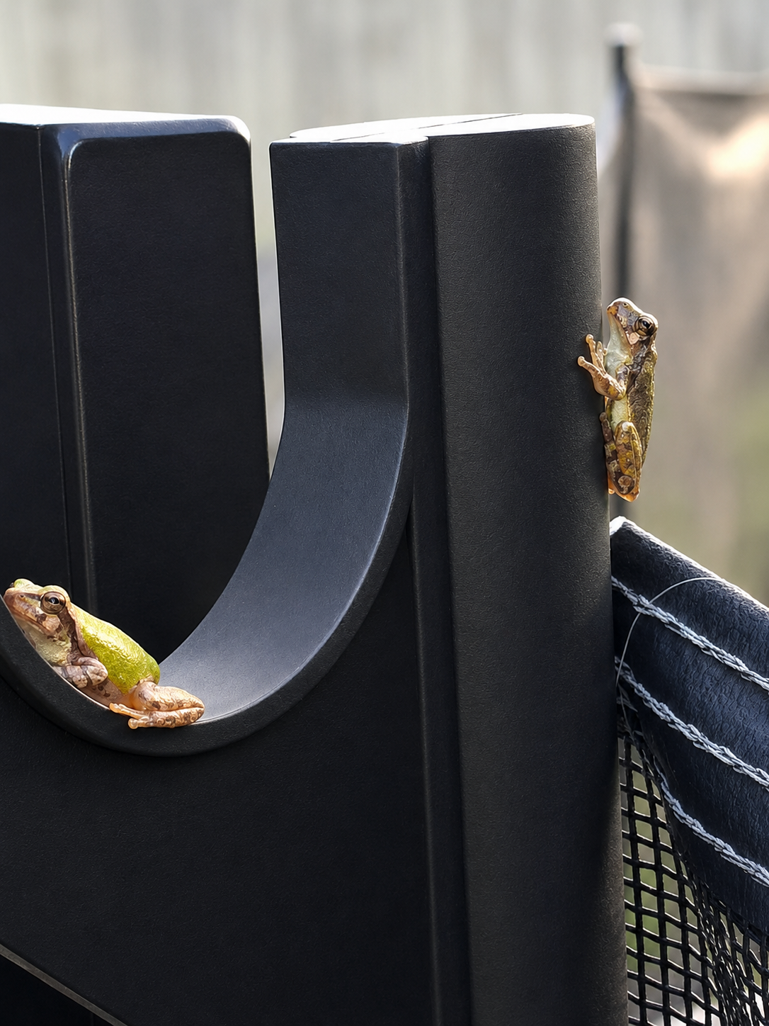 Two copes grey tree frogs, one green one grey.