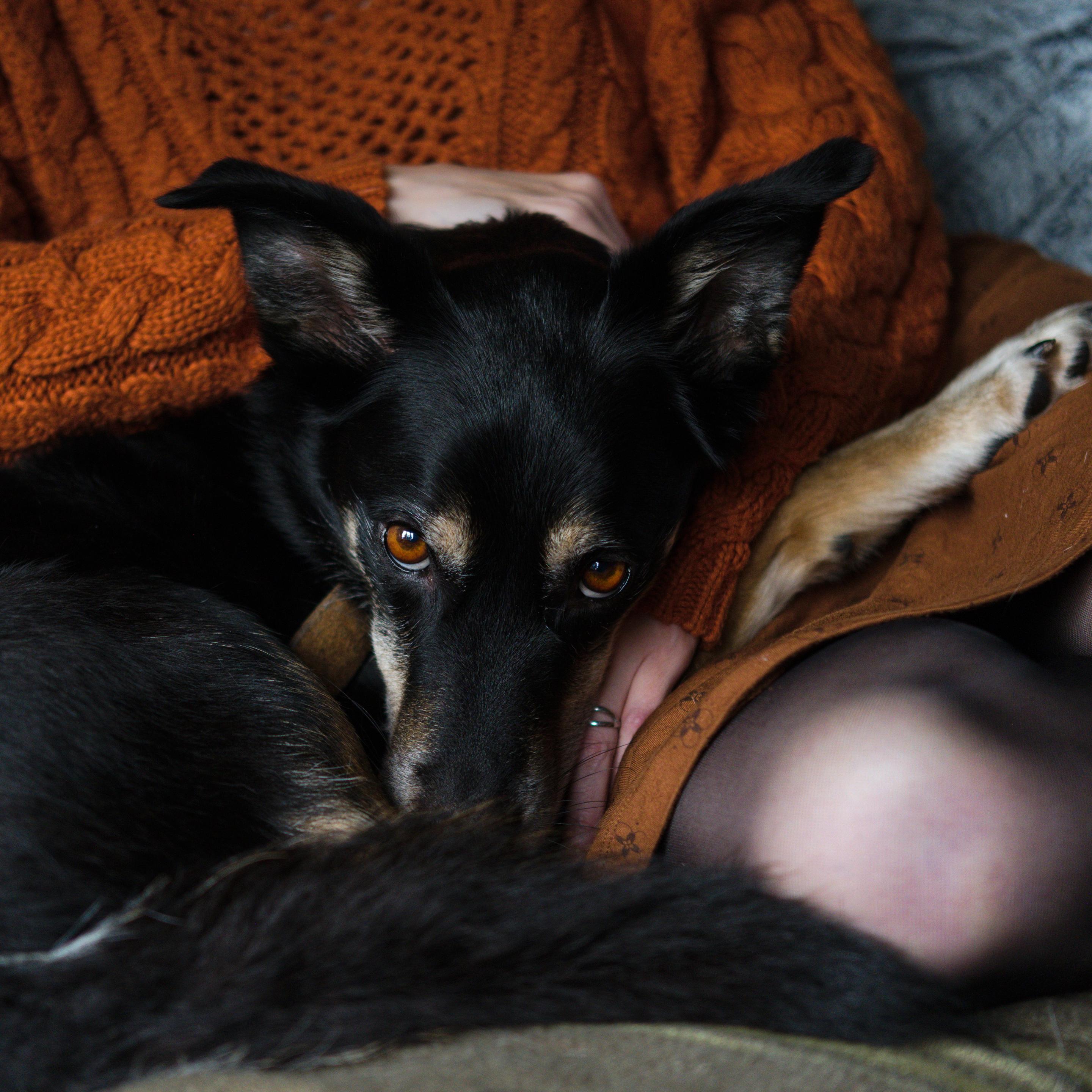 Photo en couleur d'un chien allongé dans un canapé sur les jambes d'une personne, son regard fixe l'objectif et la couleur orangée de ses yeux se marie avec celle du pull en laine portée par la personne