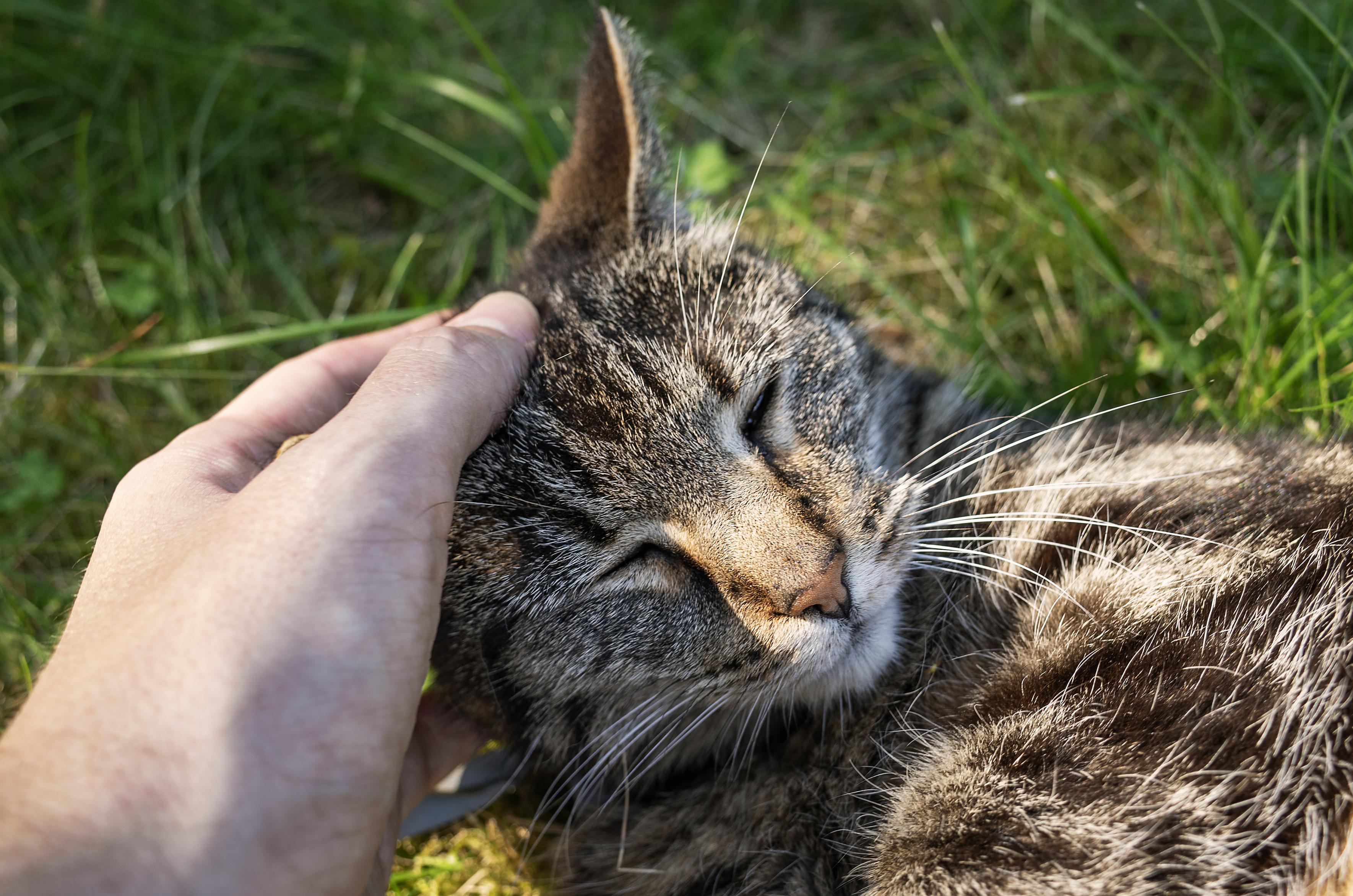 Very cute and happy tabby cat enjoying some head scratches hes in the grass. Sunny summer weather.