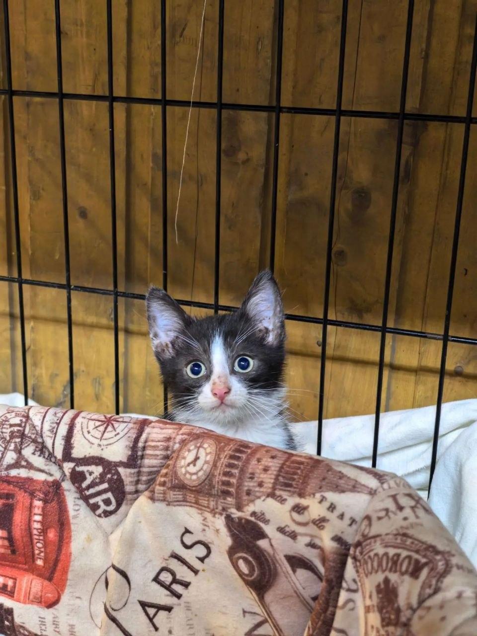 A close-up of a small, wide-eyed black-and-white tuxedo kitten with bright blue-grey eyes and a pink nose, peeking curiously over the edge of a soft, vintage-style patterned pet bed printed with "PARIS" and travel motifs. The kitten is inside a wire crate with a wooden backdrop behind it.