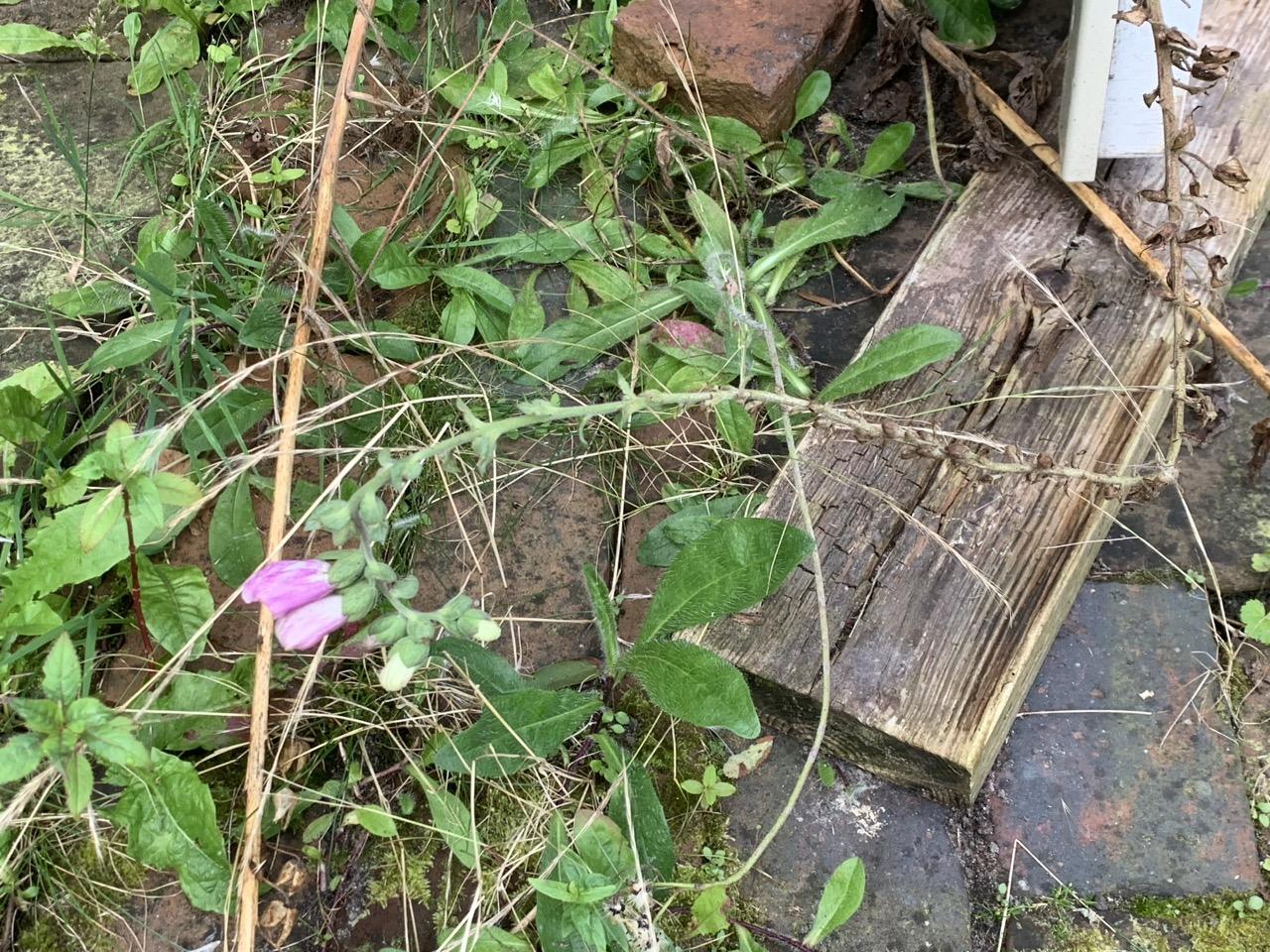 Stenen, plank, levende en dode (?) planten en enkele roze en gele knoppen 
 vingerhoedskruid aan het uiteinde van een lange op de grond liggende bloemsteel