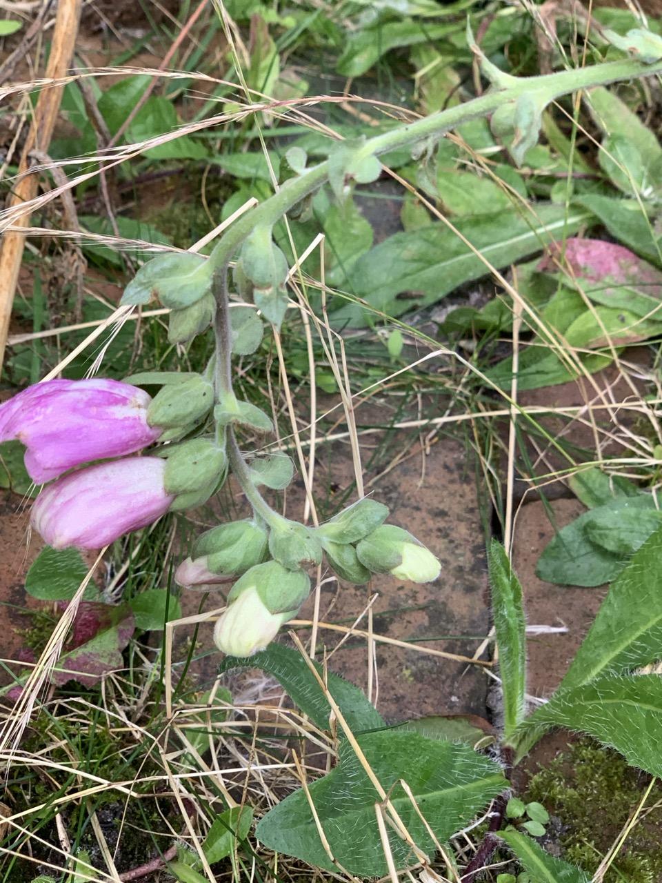 Close up van uiteinde liggende vingerhoedskruid met drie roze en twee gele knoppen.