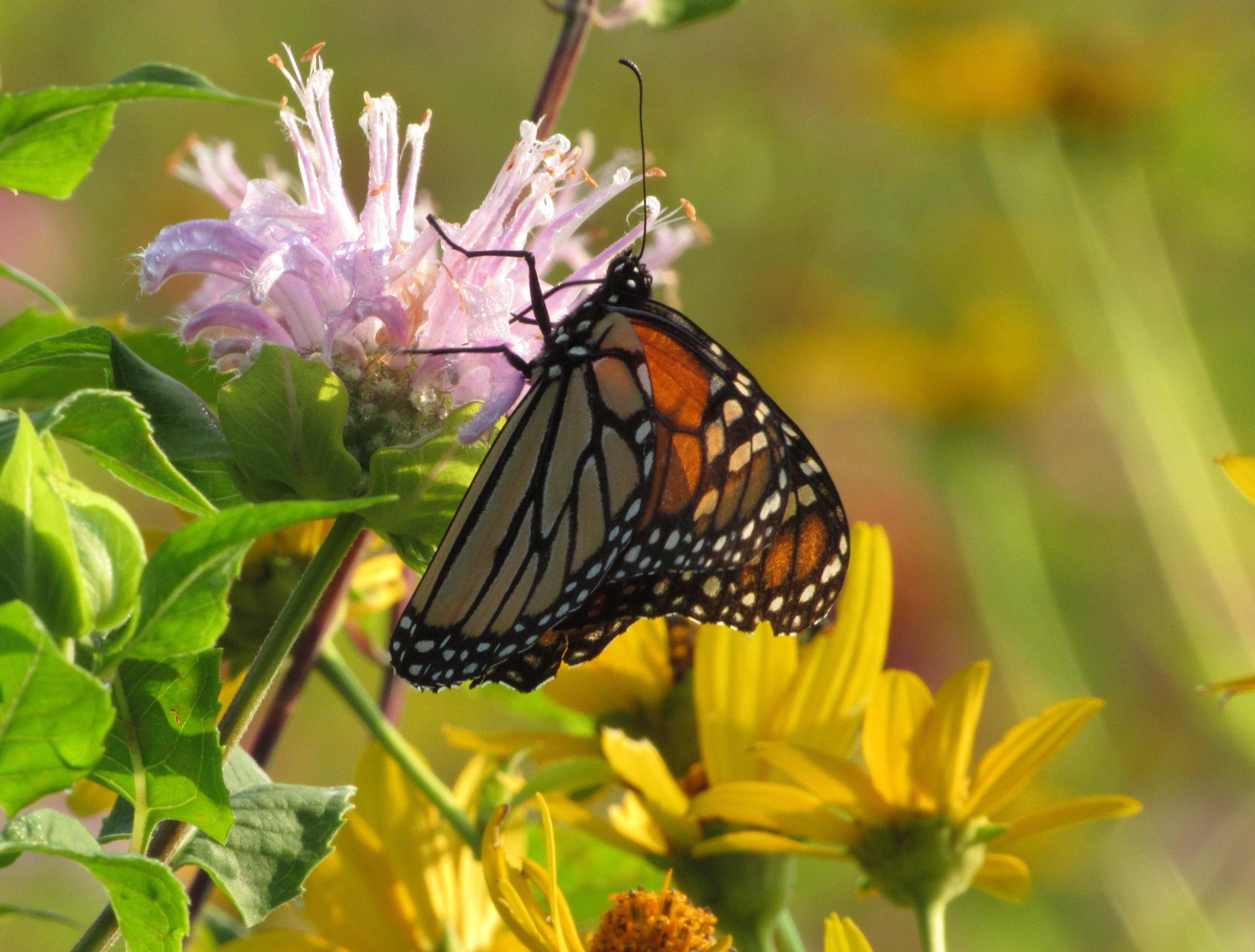 Ein Monarchfalter sucht auf der Blüte einer Indianernessel nach Nektar. In der Nähe blühen weitere Blumen.

A Monarch butterfly probing for nectar on the bloom of bee balm. Coreopsis flowers bloom nearby.