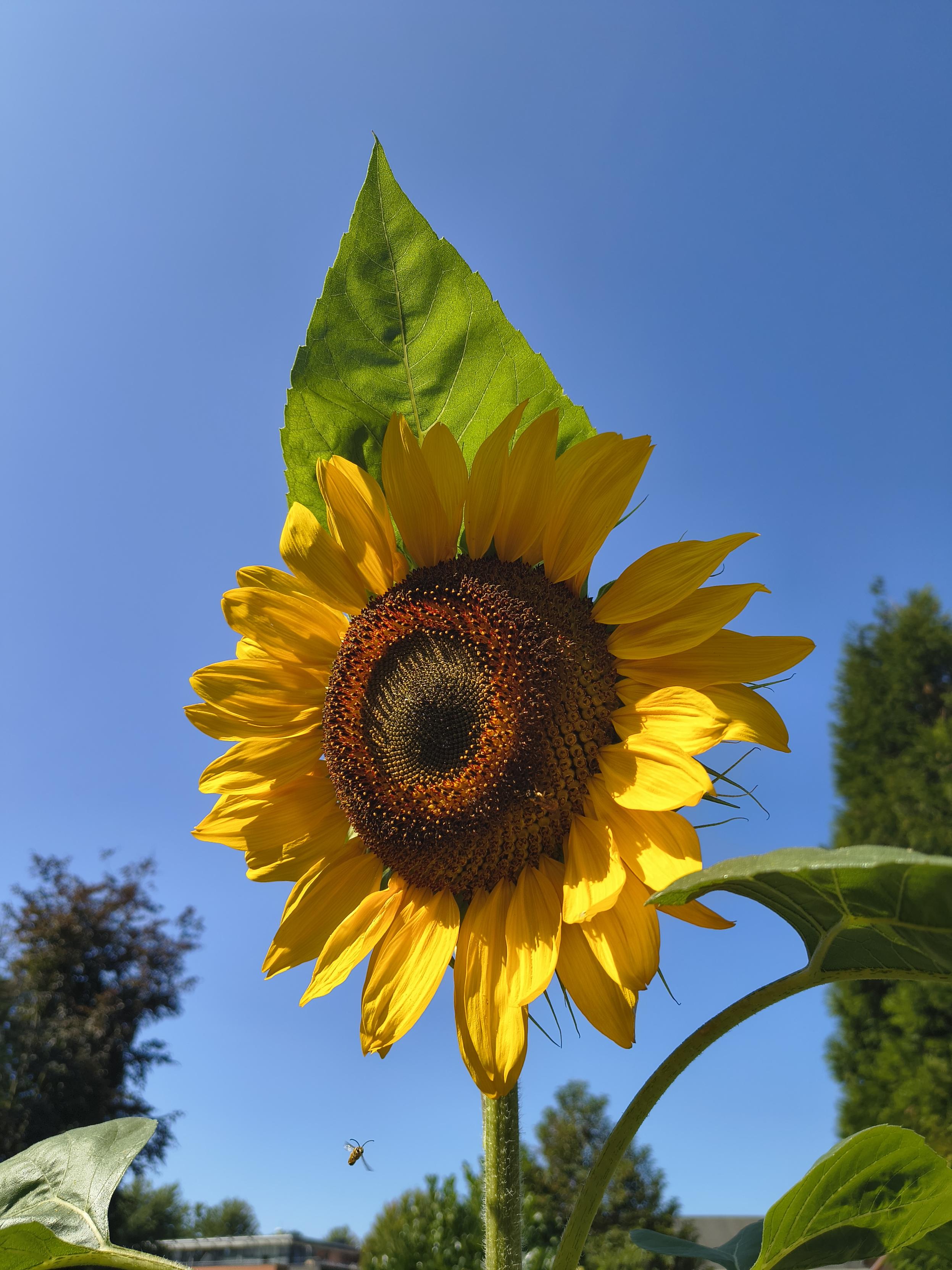 A large towering sunflower against a bright blue sky. There is a bee sitting on the flower and another bee is flying towards it, looking absurdly happy somehow even though I have no idea if bees can even have facial expressions.

One of the leaves of the sunflower is sticking up behind the flower itself like a cheerful green pointy hat.