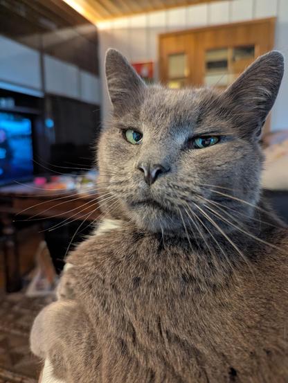 Snurre the Cat, in all his grey splendor, side-eying me over his shoulder, as he lies in my lap. Is that the cat version of rolling your eyes?