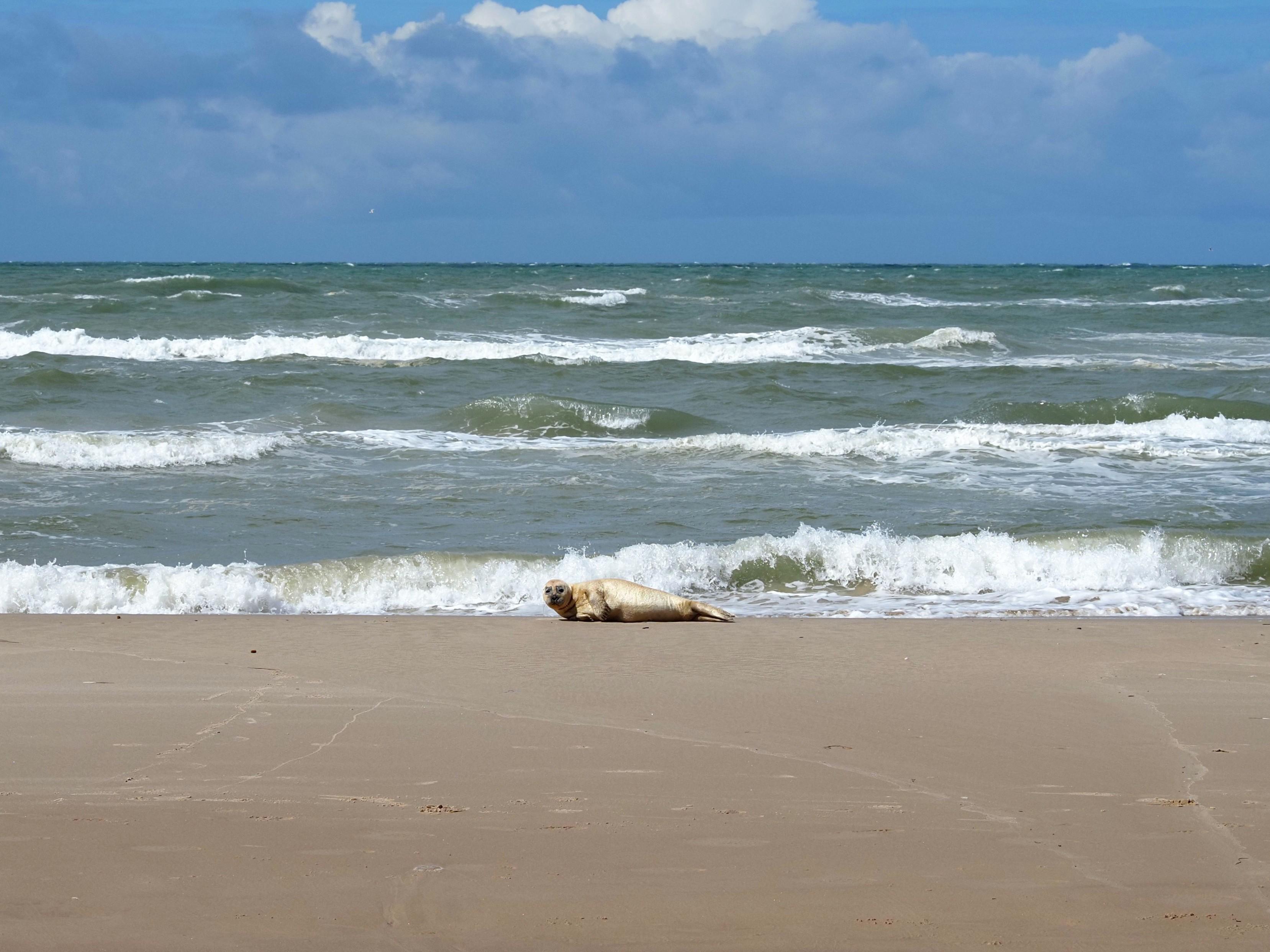 A seal lying at a sand beach, wavy sea, clouds at the horizon