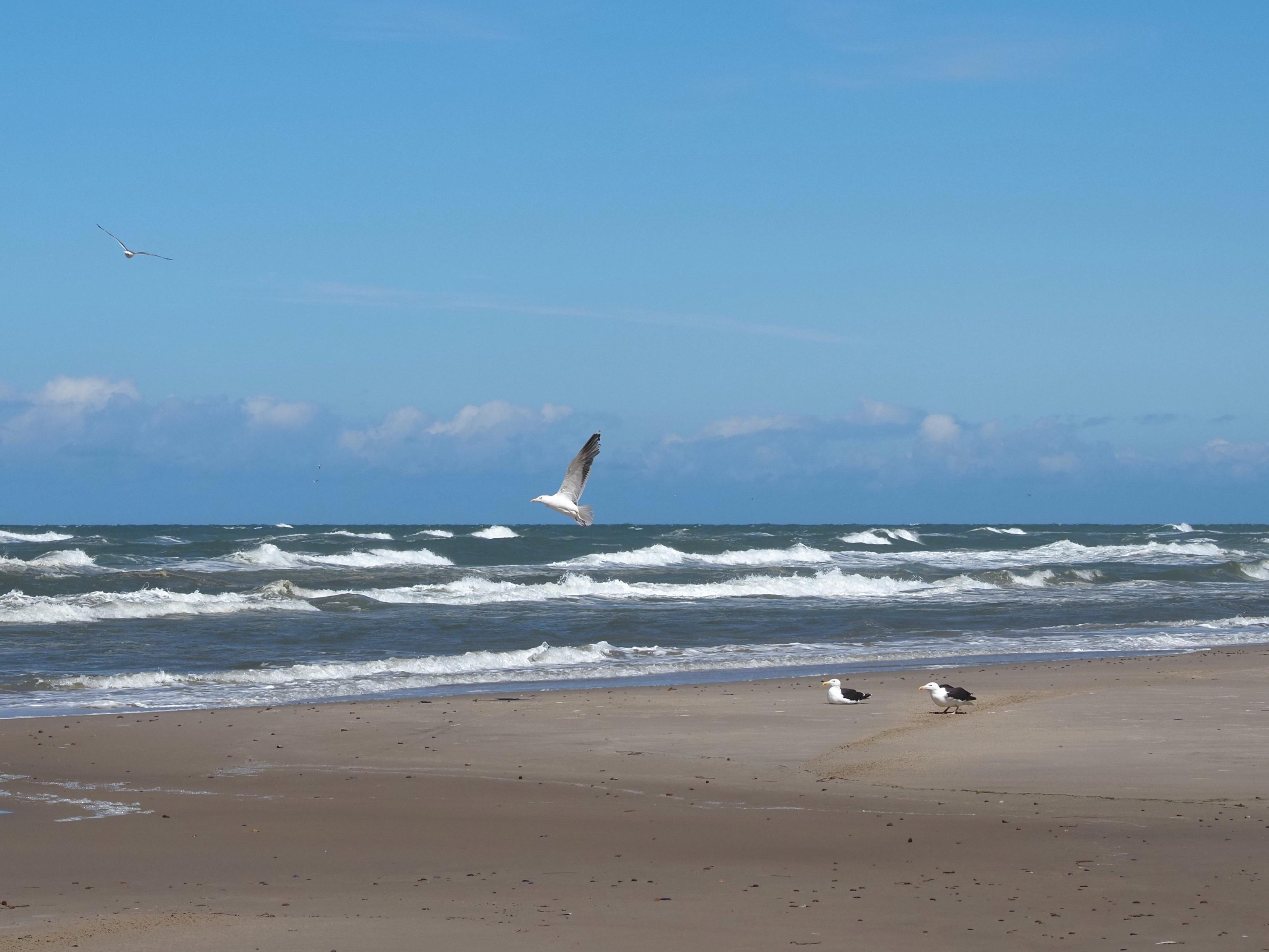 Seagulls flying away, sand beach, rough sea, dark clouds at the horizon
