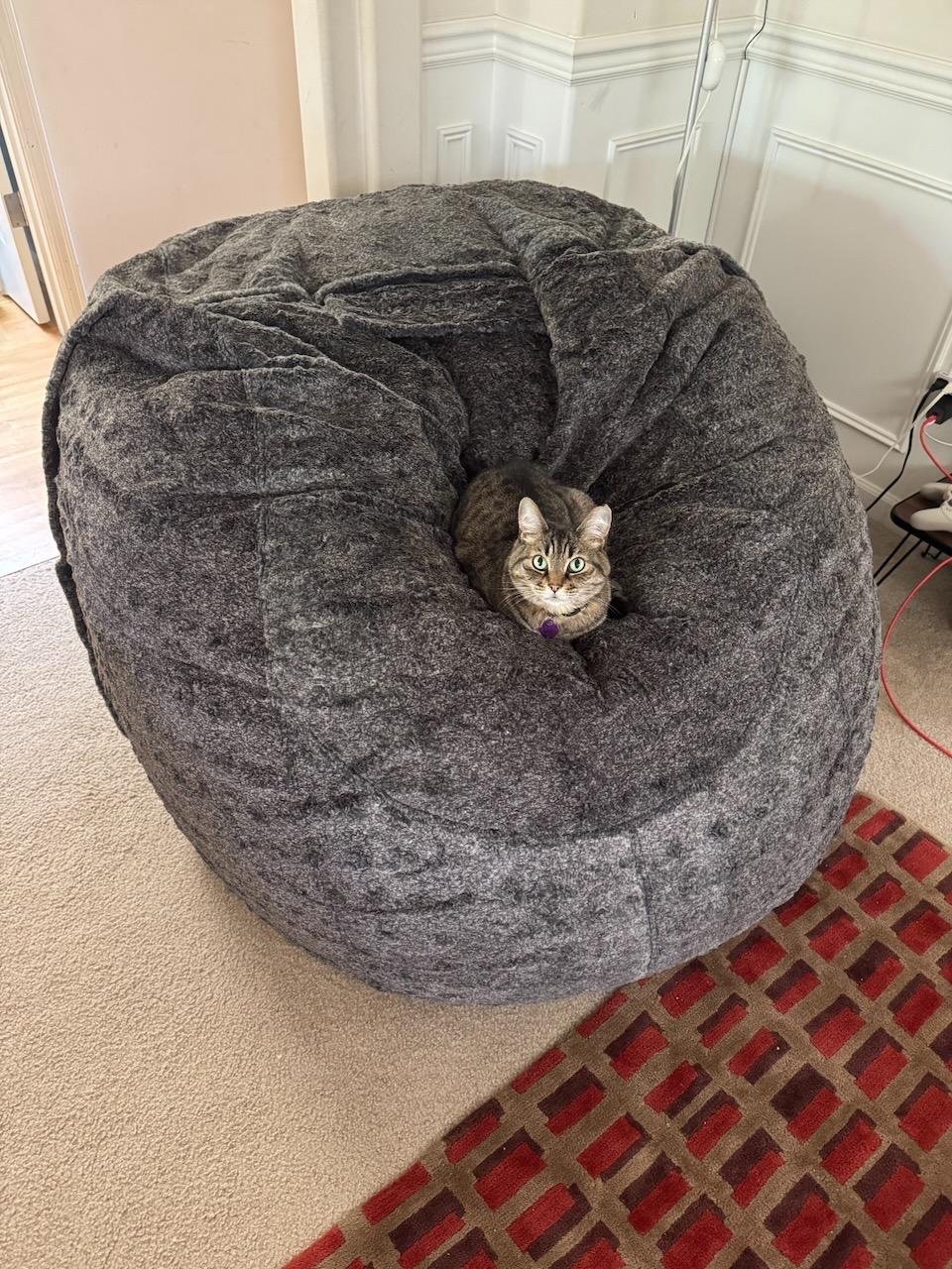 a very small cat in a very very large bean bag