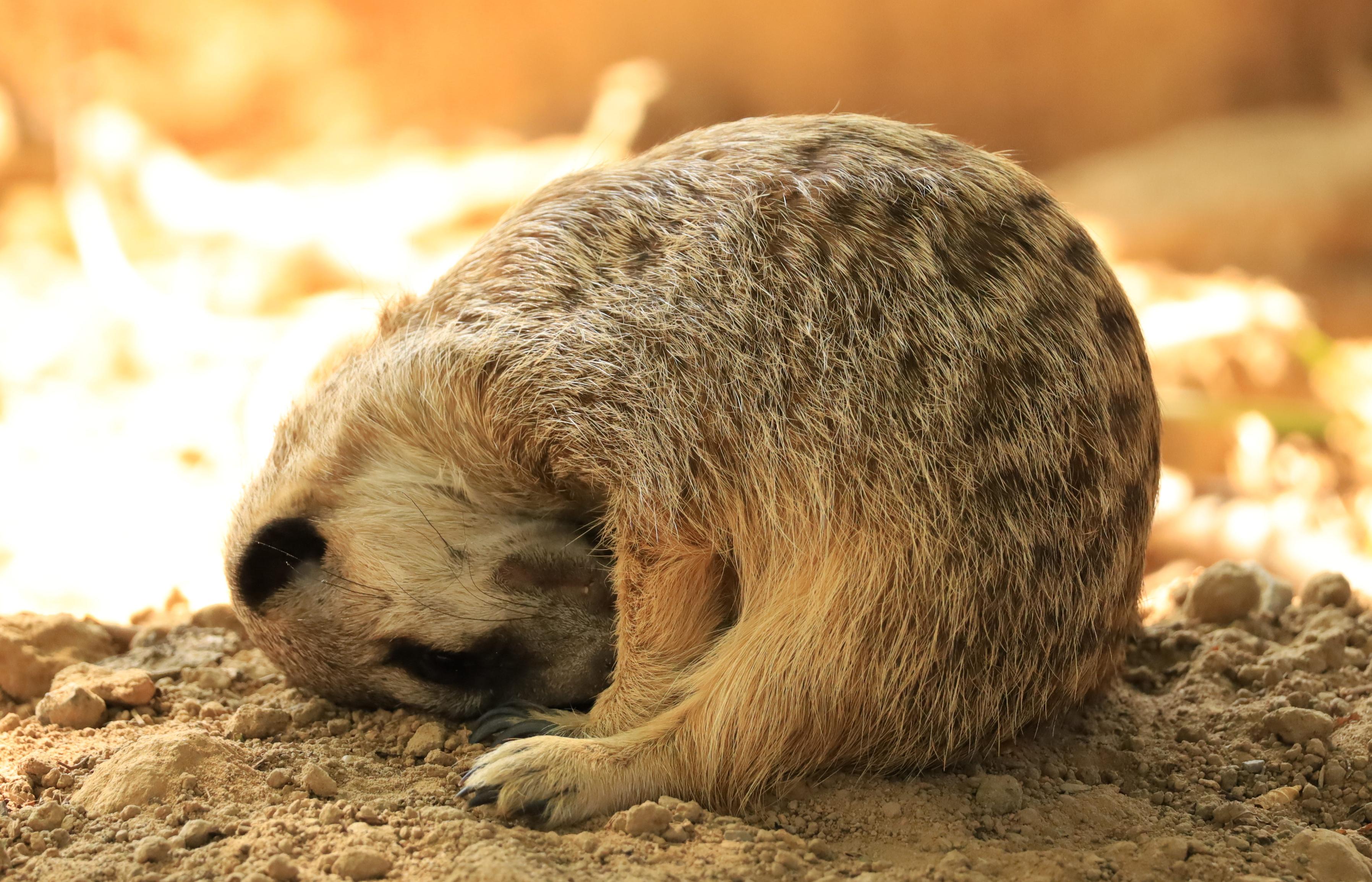 Erdmännchen, welches ständig vor Müdigkeit wackelte, bis schließlich der Schlaf siegte
-
A meerkat that can no longer stay upright because it's so tired