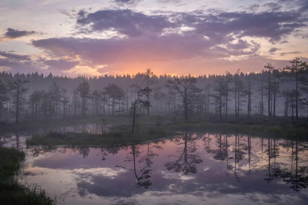 a sparsely populated stand of trees occupies the shore of an isolated lake; the sun is rising to the e=west and  colors the sky with orange and purple highlights