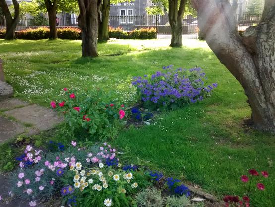 Grassy park with many small colourful flowers, and old trees. In the background, some heritage houses and a wrought iron fence. Some sunbeams are visible against a dark tree trunk entering the picture frame from the top right. Photo taken in Wick, Scotland.