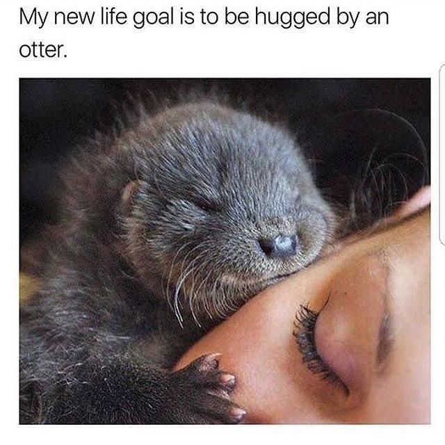 Steve the otter pup snuggles gently against a person’s face in a warm, intimate close-up photograph.