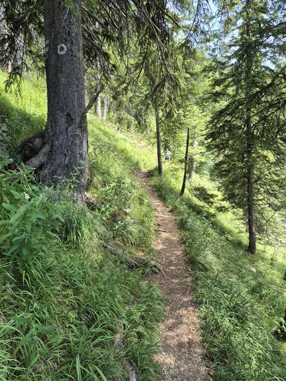 This image captures a serene and inviting forest scene, evoking a sense of tranquility, adventure, and natural beauty. A narrow, winding dirt trail cuts through the lush greenery, inviting the viewer to imagine a peaceful hike or exploration. The trail is flanked by tall evergreen trees, their dense canopies creating a natural tunnel that filters the sunlight, casting dappled light and shadow on the forest floor.
The forest floor is a vibrant tapestry of green vegetation, including tall grasses…