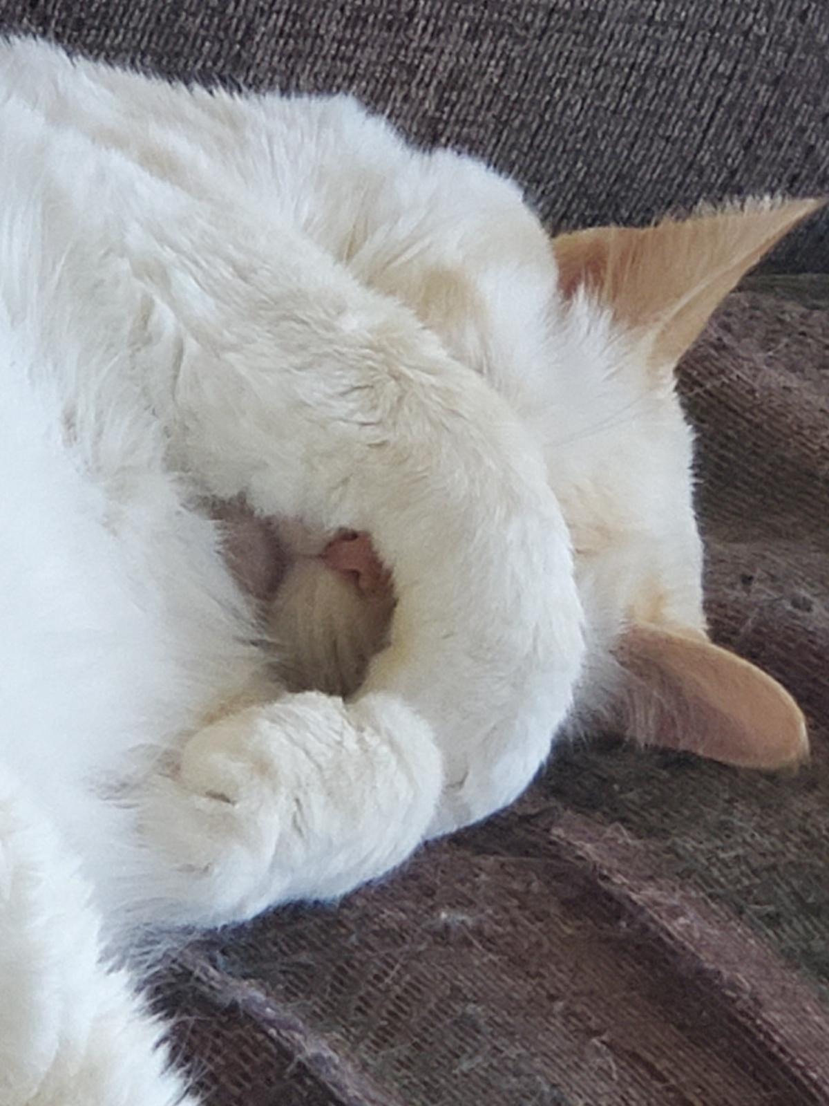 Close up of the head of a snoozing flamepoint white cat with one paw curled up over her face. You can see he little pink nose. And her cute orange ears.

The truth behind the lies: somehow a tiny little pony of a cat is taking up the whole damned couch. 

Photographer: The Cat Whisperer
Cat: Halki