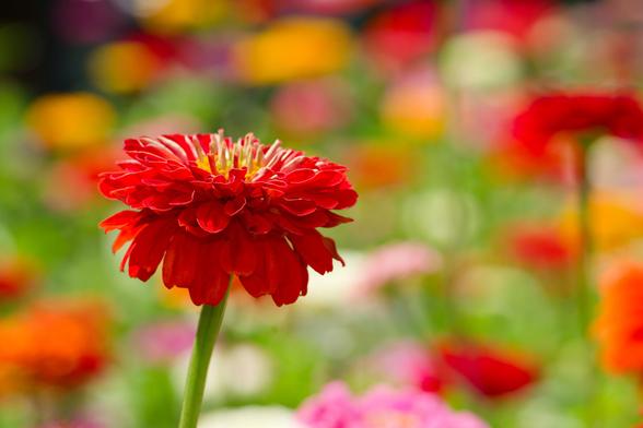In the center left a lovely red zinnia seen almost side on in good focus, past that a vast field of blurry color splotches of different colored flowers and foliages in the distance
