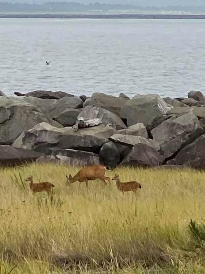 A group of deer, including a larger one and two smaller ones, grazes in a grassy area near a rocky shoreline. The background features calm water with a flying seagull and a distant horizon.