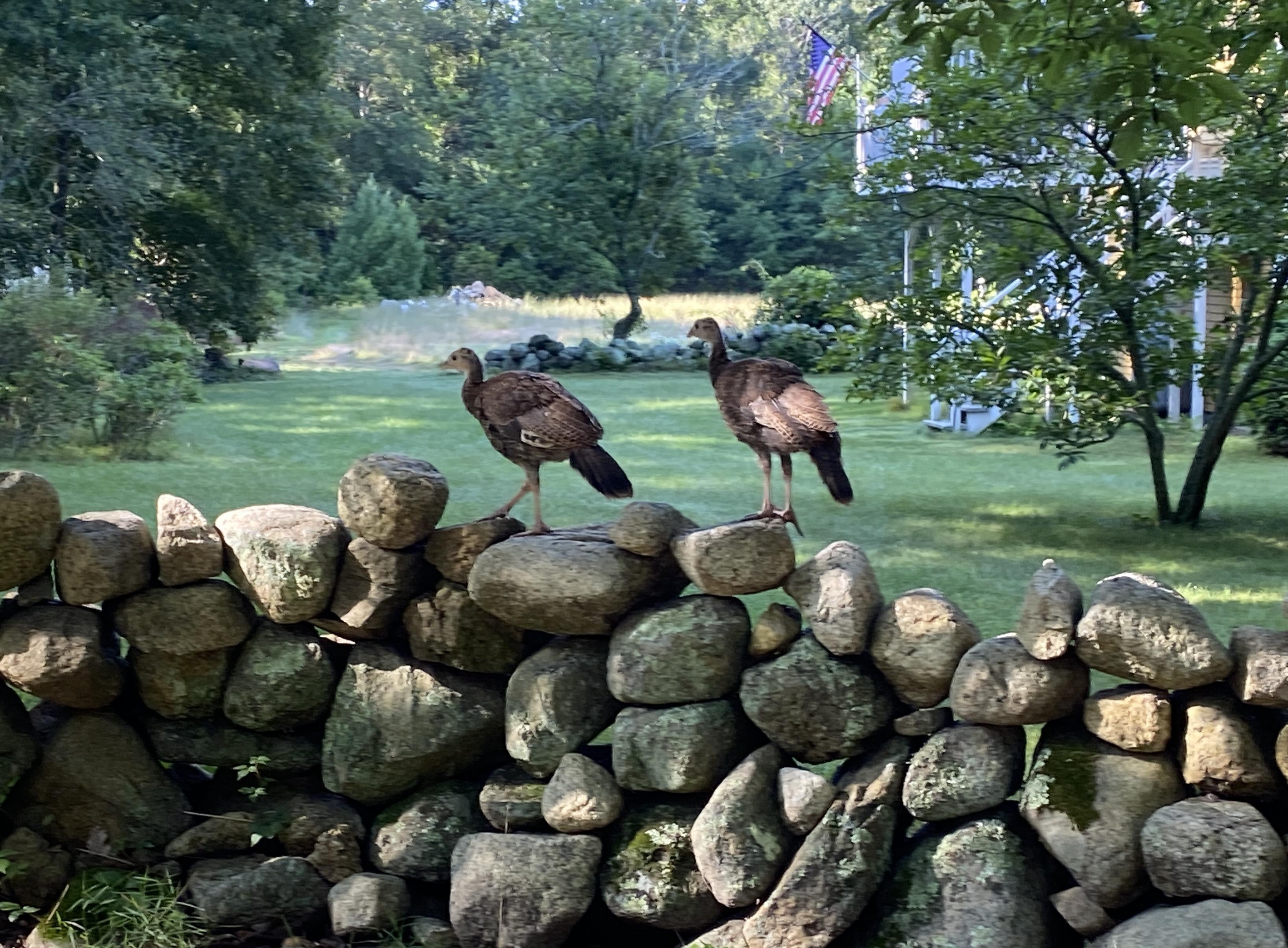 Two turkey chicks standing on top of an old stone wall made of irregular shaped stones. Background is a green lawn with dense trees behind. On the right a part of a house is barely visible with the American flag sticking out on a pole.
